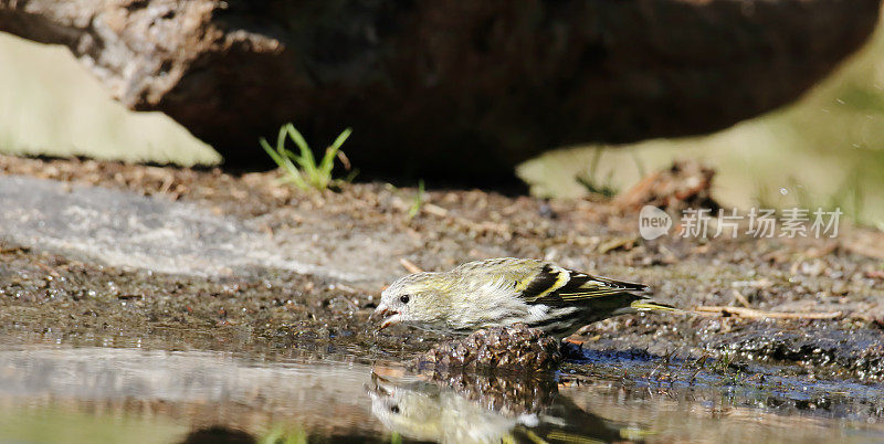 欧亚西柚(Carduelis spinus)雌性饮用